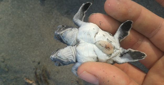 Çift başlı deniz kaplumbağası
